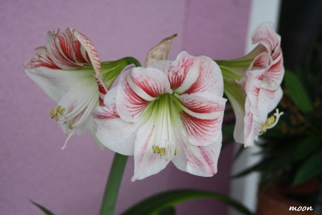 amarilis